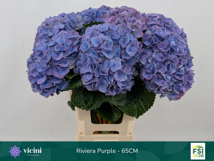 <h4>Hydrangea my beautiful riviera</h4>
