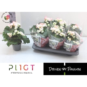 !! PROMO !! BEGONIA WHITE/ROSA CAMELLA