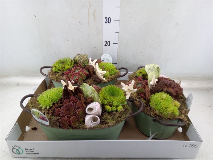 <h4>Arr.  Sempervivum L%</h4>