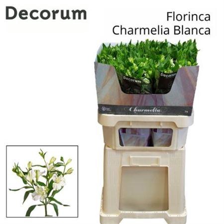 <h4>Alstr Fl Charmelia Blanca</h4>