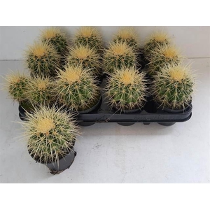 Echinocactus grusonii