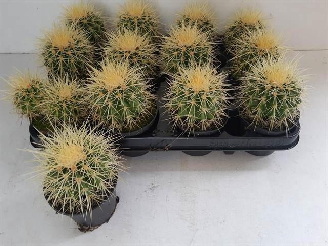 <h4>Echinocactus grusonii</h4>