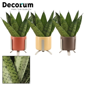 Sansevieria Zeylanica Fan 6 cm in Luca (Nature Love-collection)