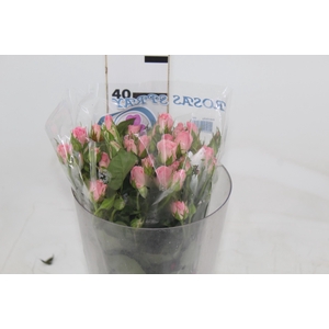 ROSA SPRAY ODILIA 040 CM