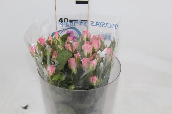 <h4>ROSA SPRAY ODILIA 040 CM</h4>