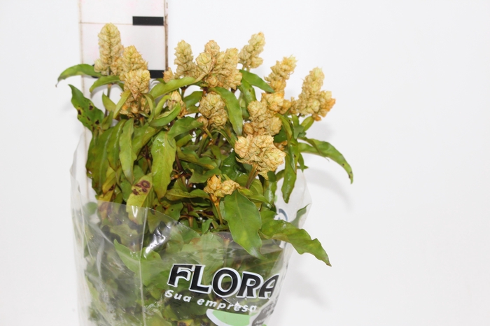 <h4>CAMARAO LARANJA 050 CM</h4>
