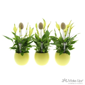 Spathiphyllum 13 cm Bellini Make Upz - Bolpot Geel - Disco dipp egg
