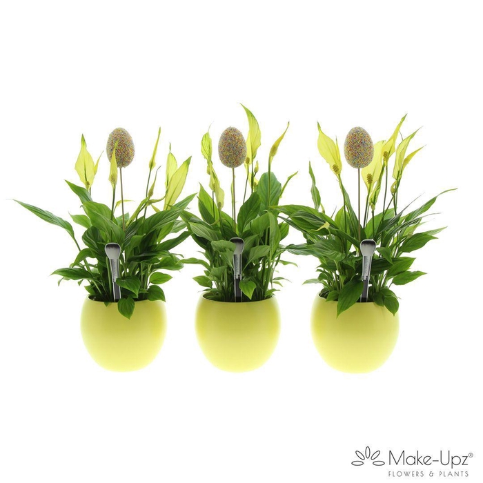 <h4>Spathiphyllum 13 cm Bellini Make Upz - Bolpot Geel - Disco dipp egg</h4>