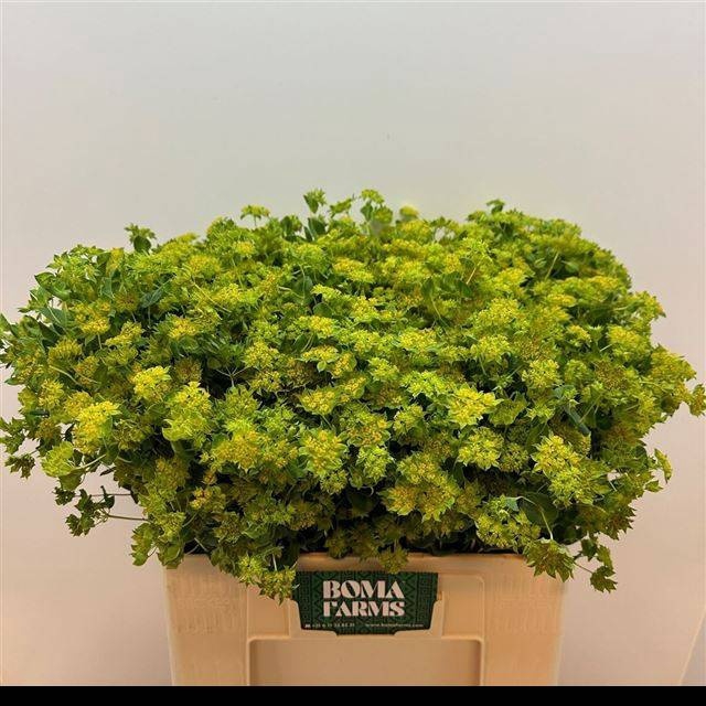 <h4>BUPLEURUM ROTUNDIFOL</h4>