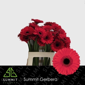 Gerbera Hamptons Lang Gelijk 56cm Water x40