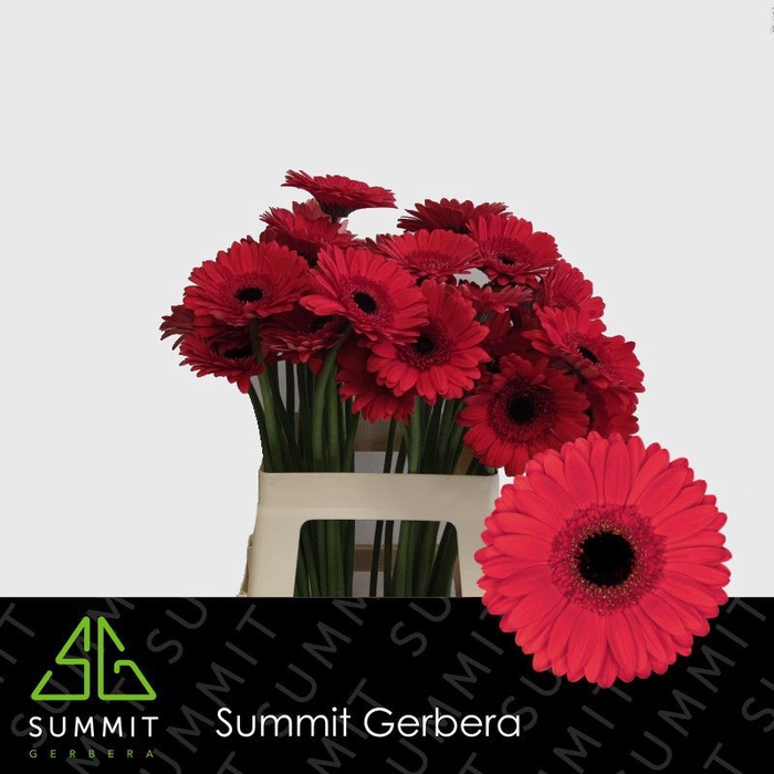 <h4>Gerbera Hamptons Lang Gelijk 56cm Water x40</h4>