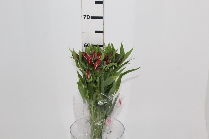 <h4>ALSTROEMERIA CHAMPAGNE 060 CM</h4>