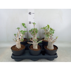 Adenium NB 'Ansu Baobab'