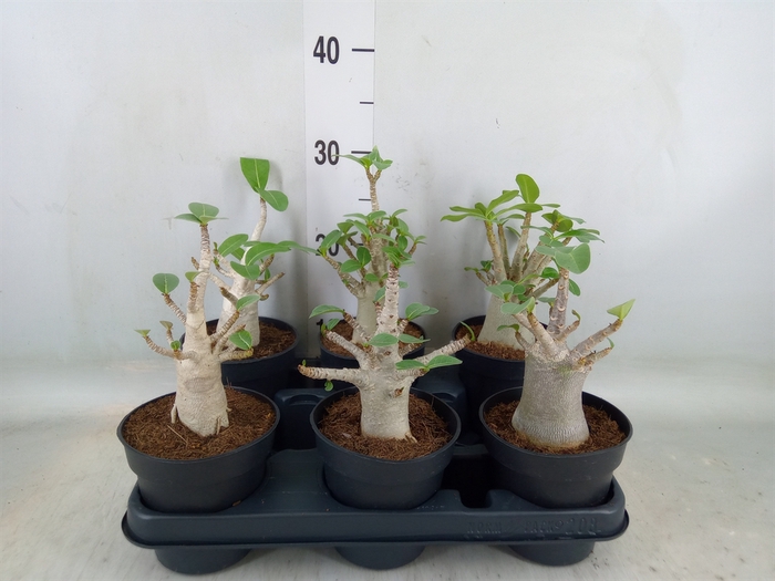 <h4>Adenium NB 'Ansu Baobab'</h4>