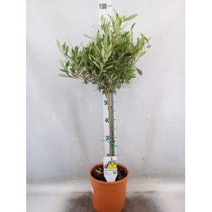 Olea europaea