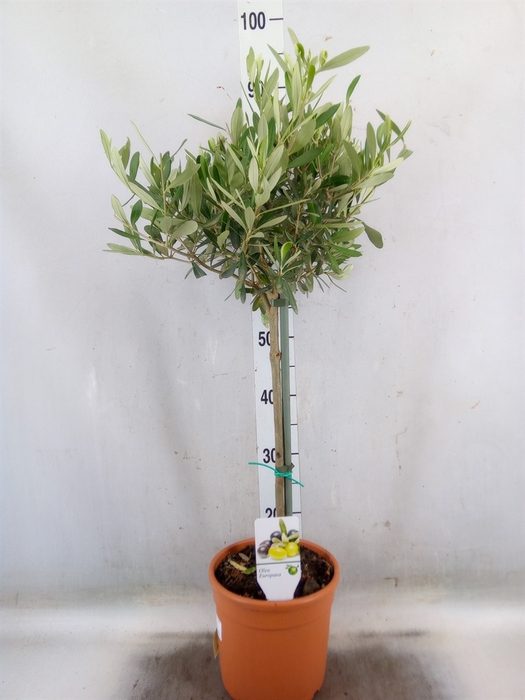<h4>Olea europaea</h4>