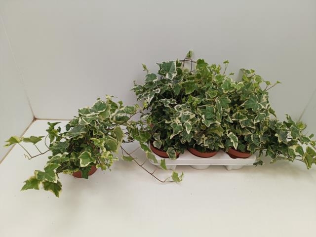 Hedera helix Tonny 13Ø 25cm