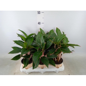 Aglaonema   ...