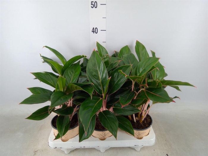 <h4>Aglaonema ...</h4>