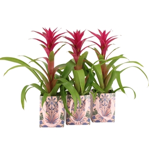 7502587: Solutionss Contradiction