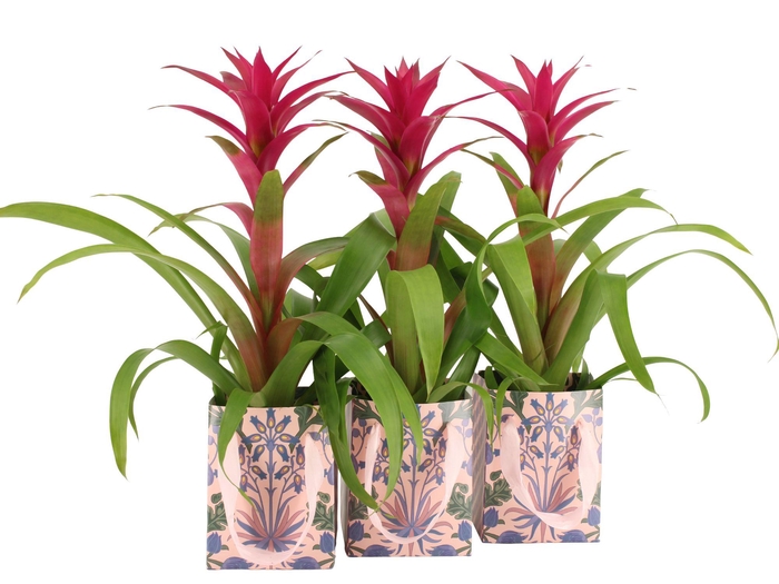 <h4>7502587: Solutionss Contradiction</h4>