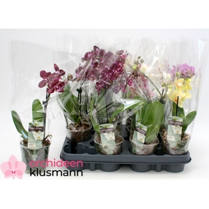 PHAL GEM