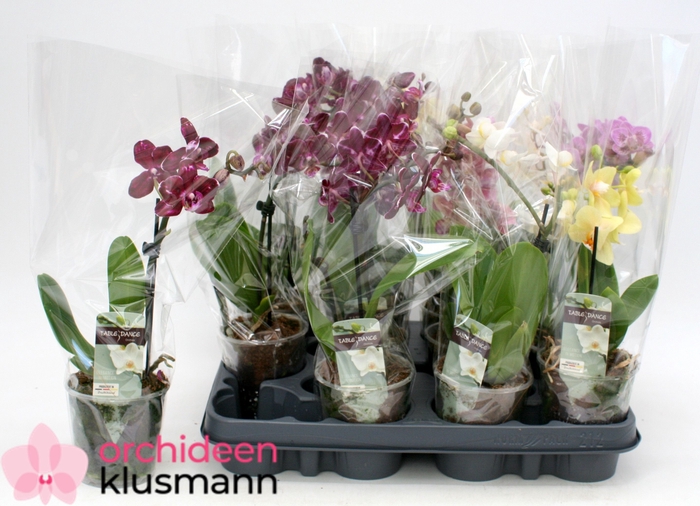 <h4>PHAL GEM</h4>