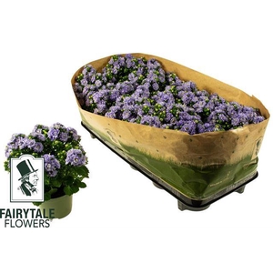 Campanula Blue Like Mee 10,5Ø 20cm