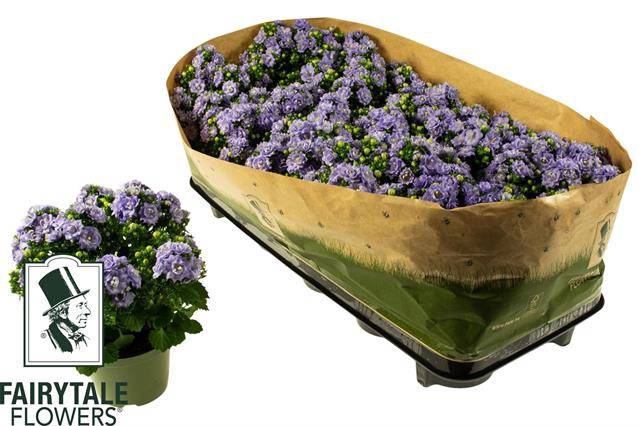 Campanula Blue Like Mee 10,5Ø 20cm