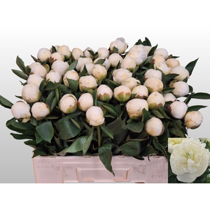 PAEO L DUCHES D NEMO