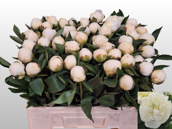 PAEO L DUCHES D NEMO