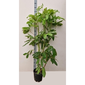 SCHEF ACTINOPHYLLA