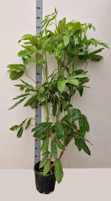 SCHEF ACTINOPHYLLA