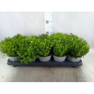 Arenaria montana