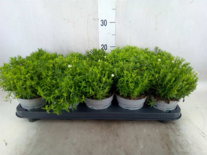 <h4>Arenaria montana</h4>