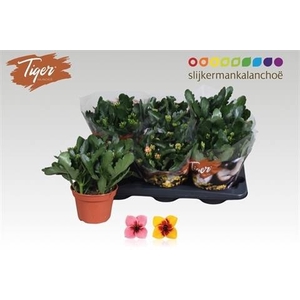 KAL EN TIGER GEM