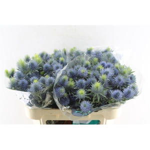 Eryngium Supernova Qstar