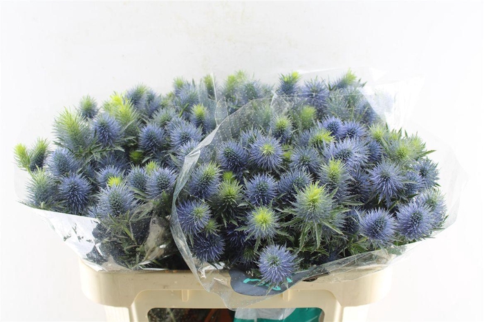 <h4>Eryngium Supernova Qstar</h4>