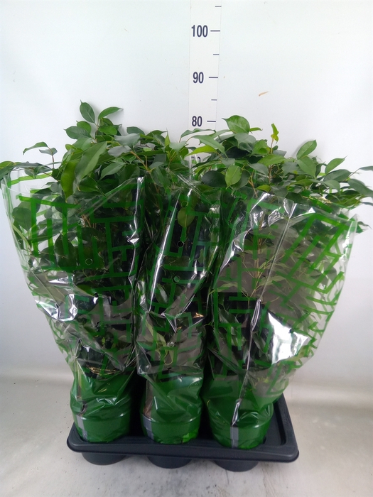 <h4>Ficus benja. 'Danielle'</h4>