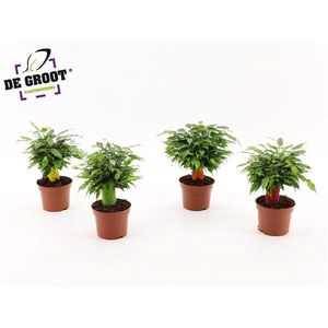 Ficus benjamina 'Green Kinky'