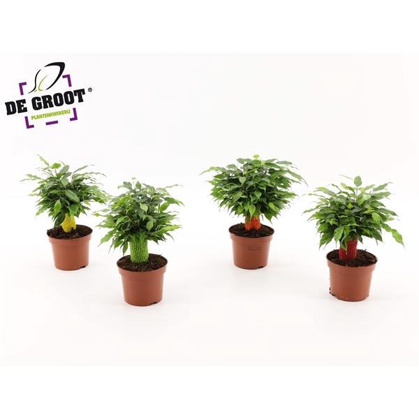 <h4>Ficus benjamina 'Green Kinky'</h4>