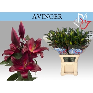Li Or Avinger 5+