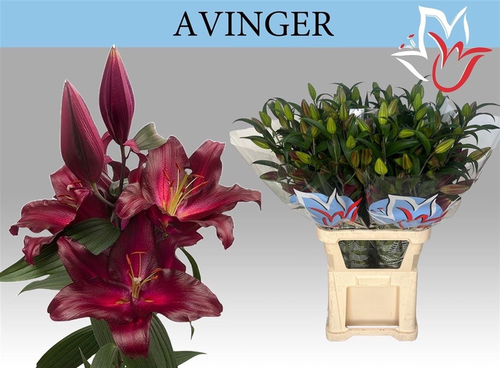 <h4>Li Or Avinger 5+</h4>