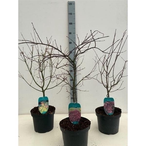 Acer mix P23 5/8 species