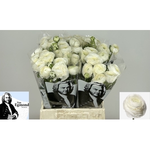 Ran Elegance White Egmond