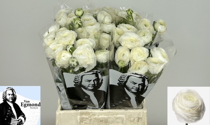 <h4>Ran Elegance White Egmond</h4>
