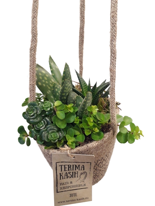 <h4>JH13SCRP Jute hangmand mini succulentmix</h4>