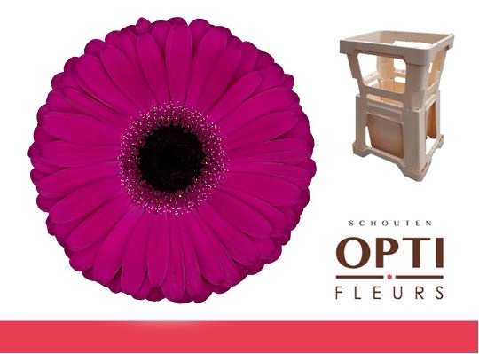 <h4>Gerbera Aladin Water</h4>