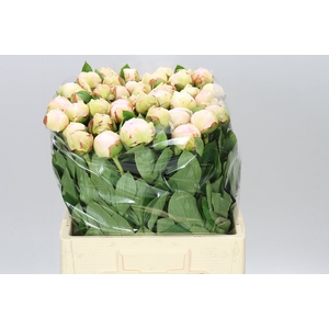 Paeonia Blush Queen