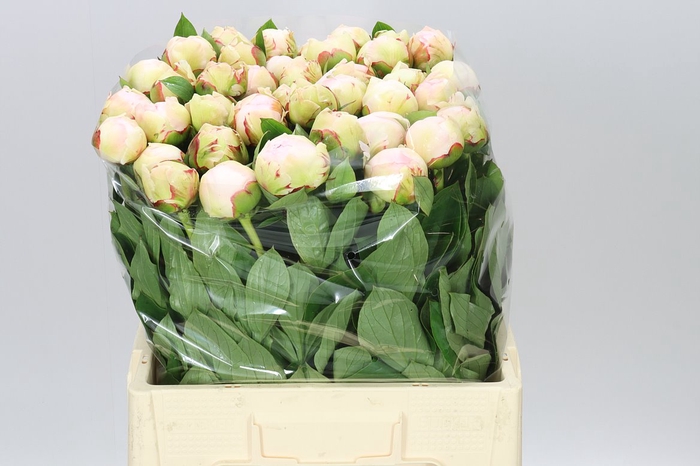 <h4>Paeonia Blush Queen</h4>